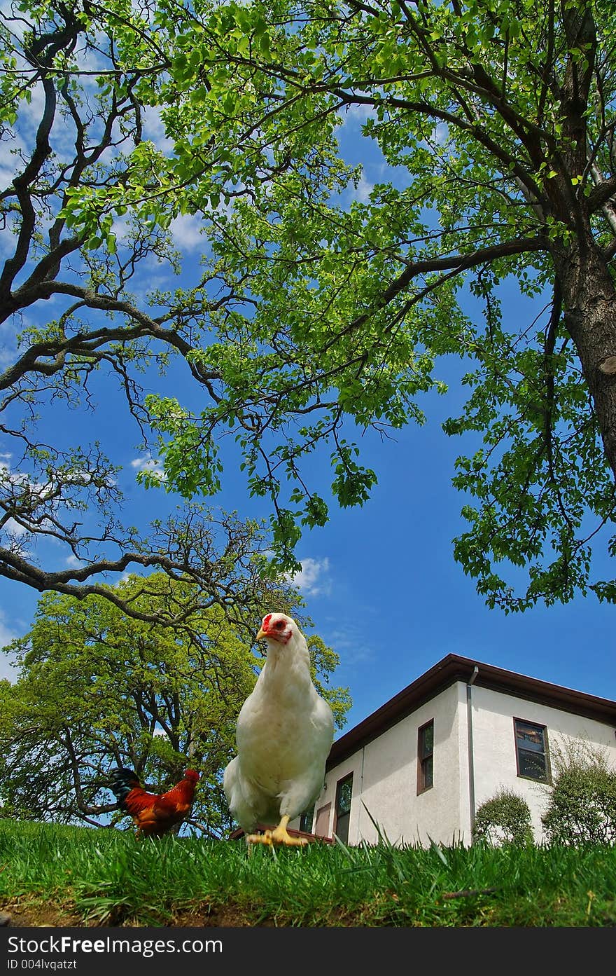 Closeup of a hen and a rooster. Closeup of a hen and a rooster