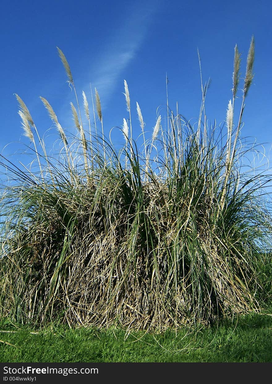 Pampas grass