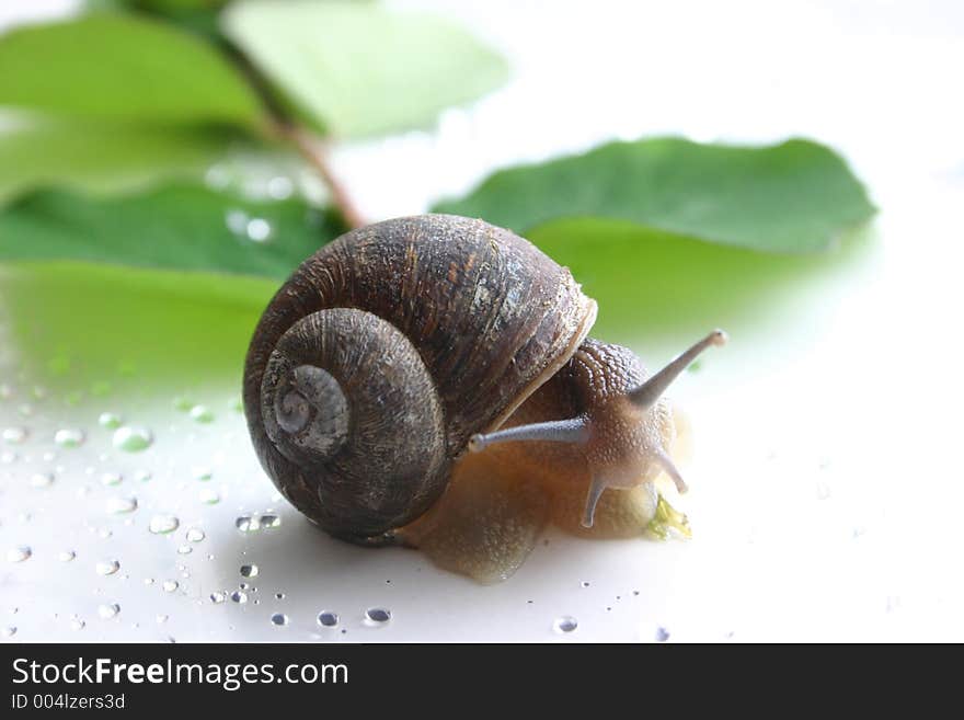 Snail Model