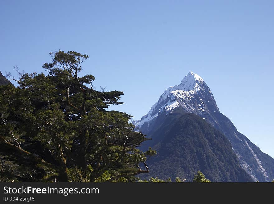 Mitre peak, New-Zealand at Milford Sound with a tree left of it. Mitre peak, New-Zealand at Milford Sound with a tree left of it.