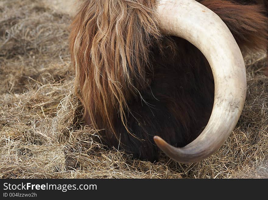 Scottish Highlander grazing. Scottish Highlander grazing