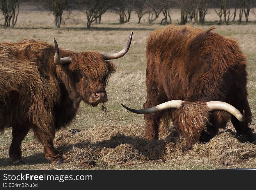 Scottish Highlanders