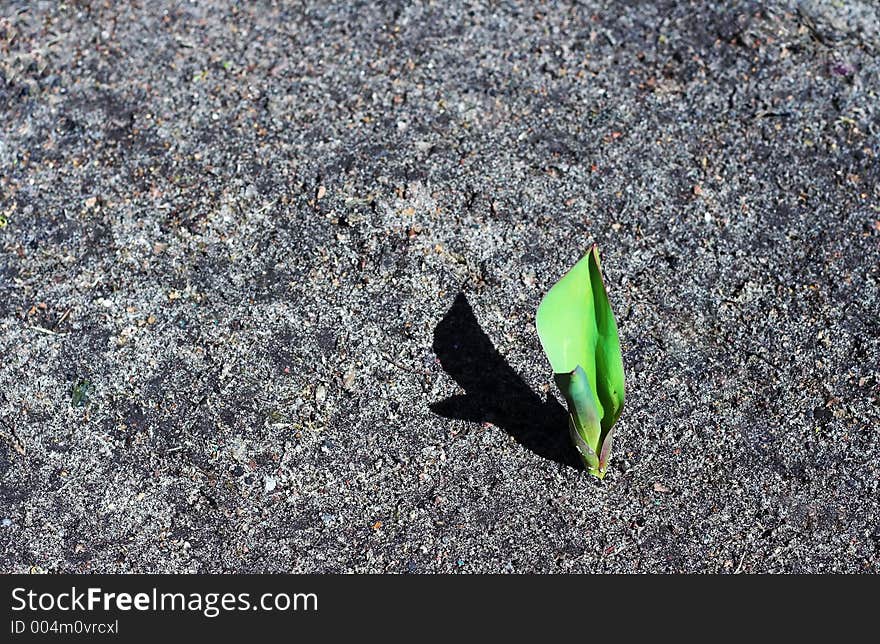 Young tulip