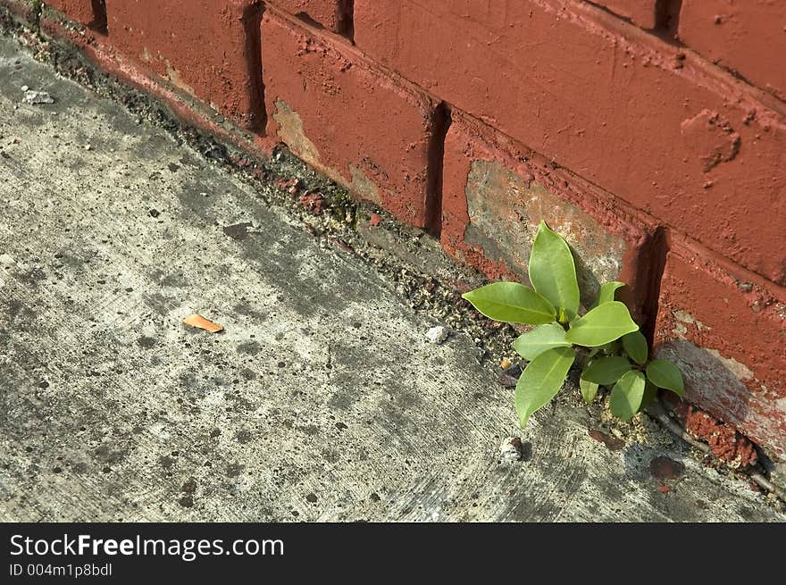 Weed Growing out of Brick Wall