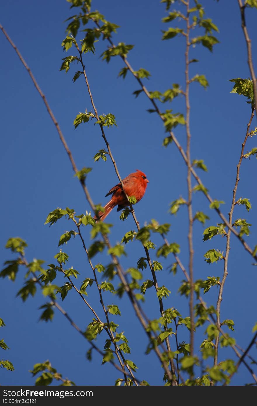 Cardinal in a Tree