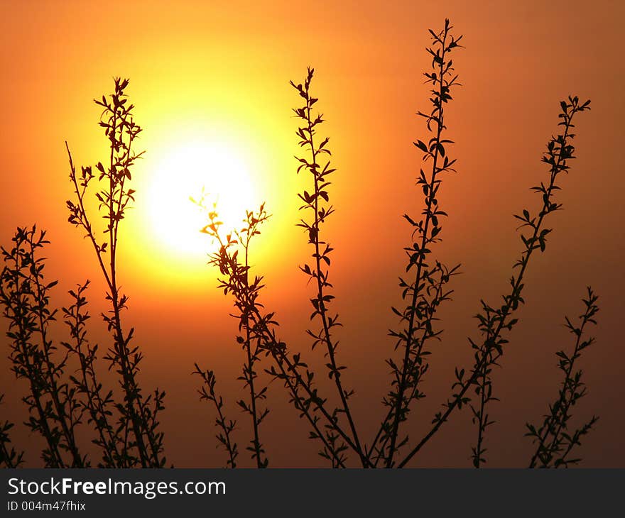 Sunset silhouette