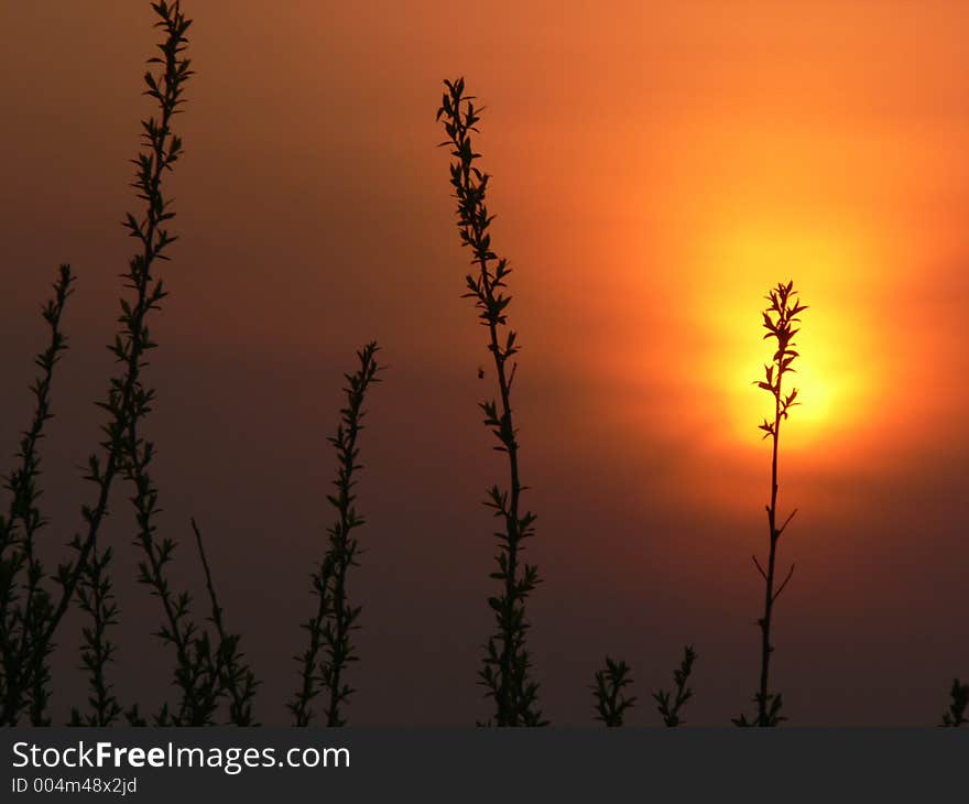 Sunset silhouette. Sunset silhouette