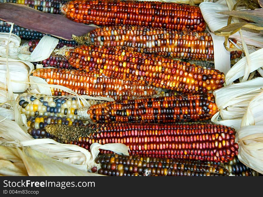 Indian Corn Background