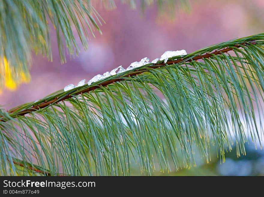 Last of the snow clinging to an eastern white pine branch