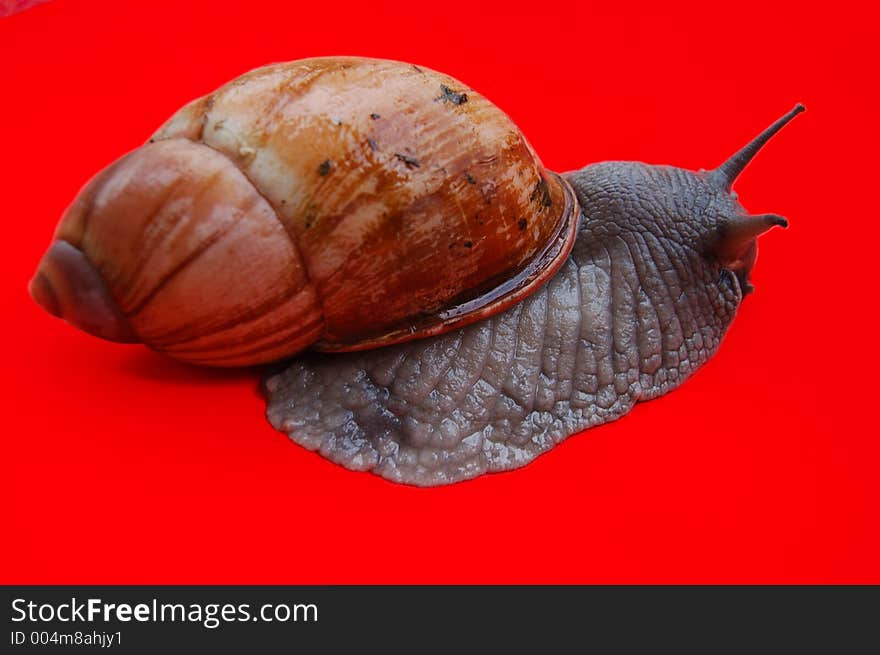 Snail. Snail