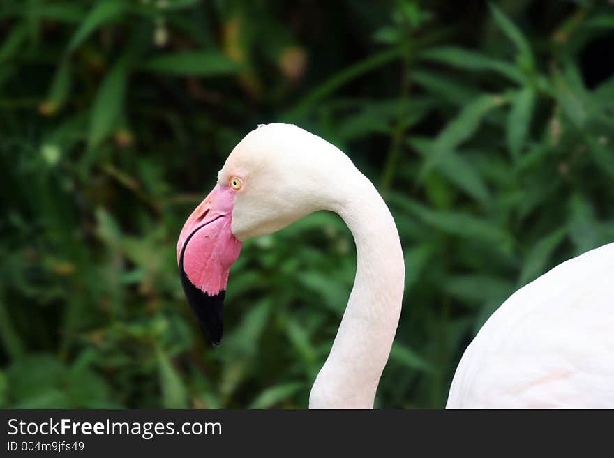 Camera-shy Flamingo