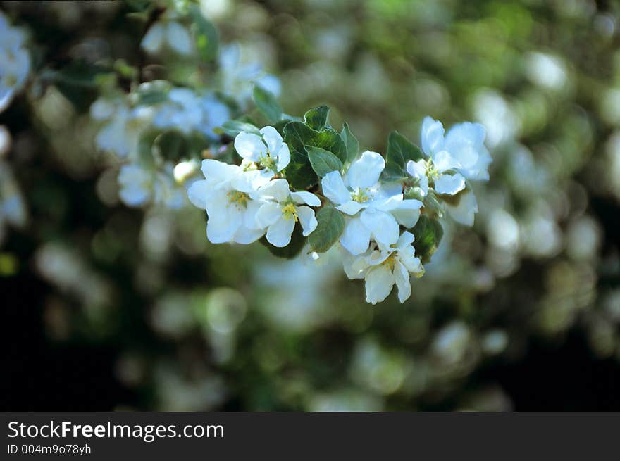 Blooming apple-tree detail