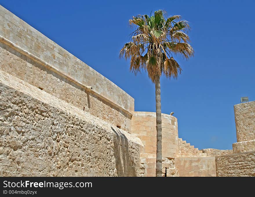 Palm tree in a fortress at Alexandria, Egypt