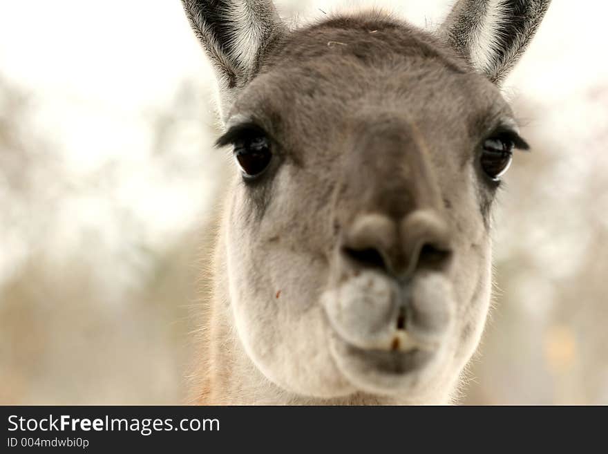 Lama animals in a farm in denmark