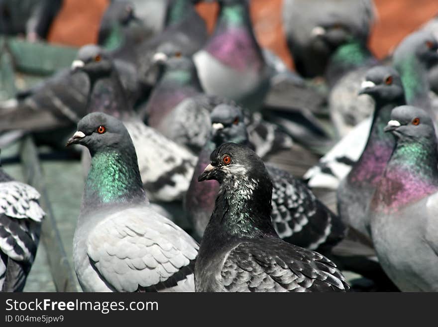 Pigeons