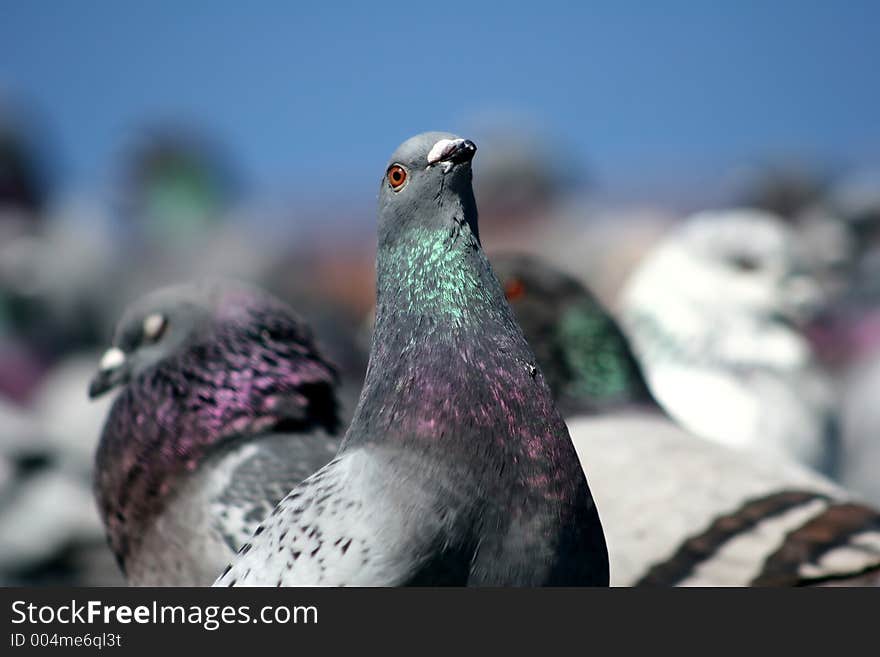 Pigeons