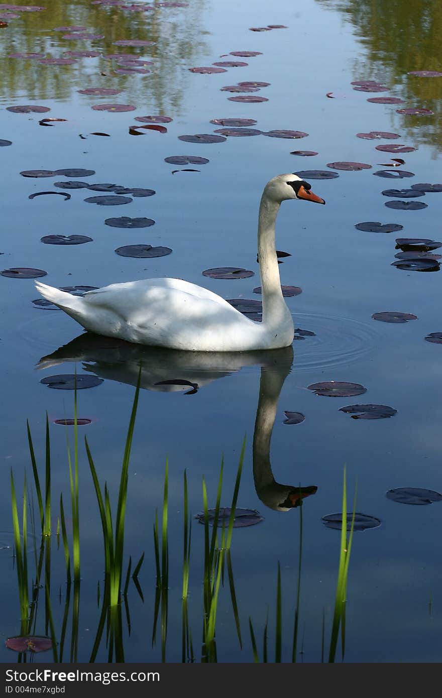 Swans swimming on a danish lake