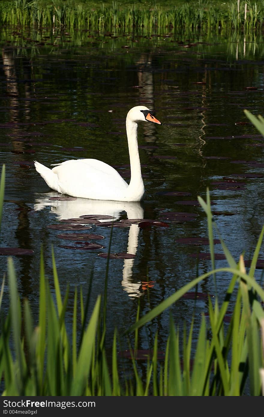 Swans swimming on a danish lake