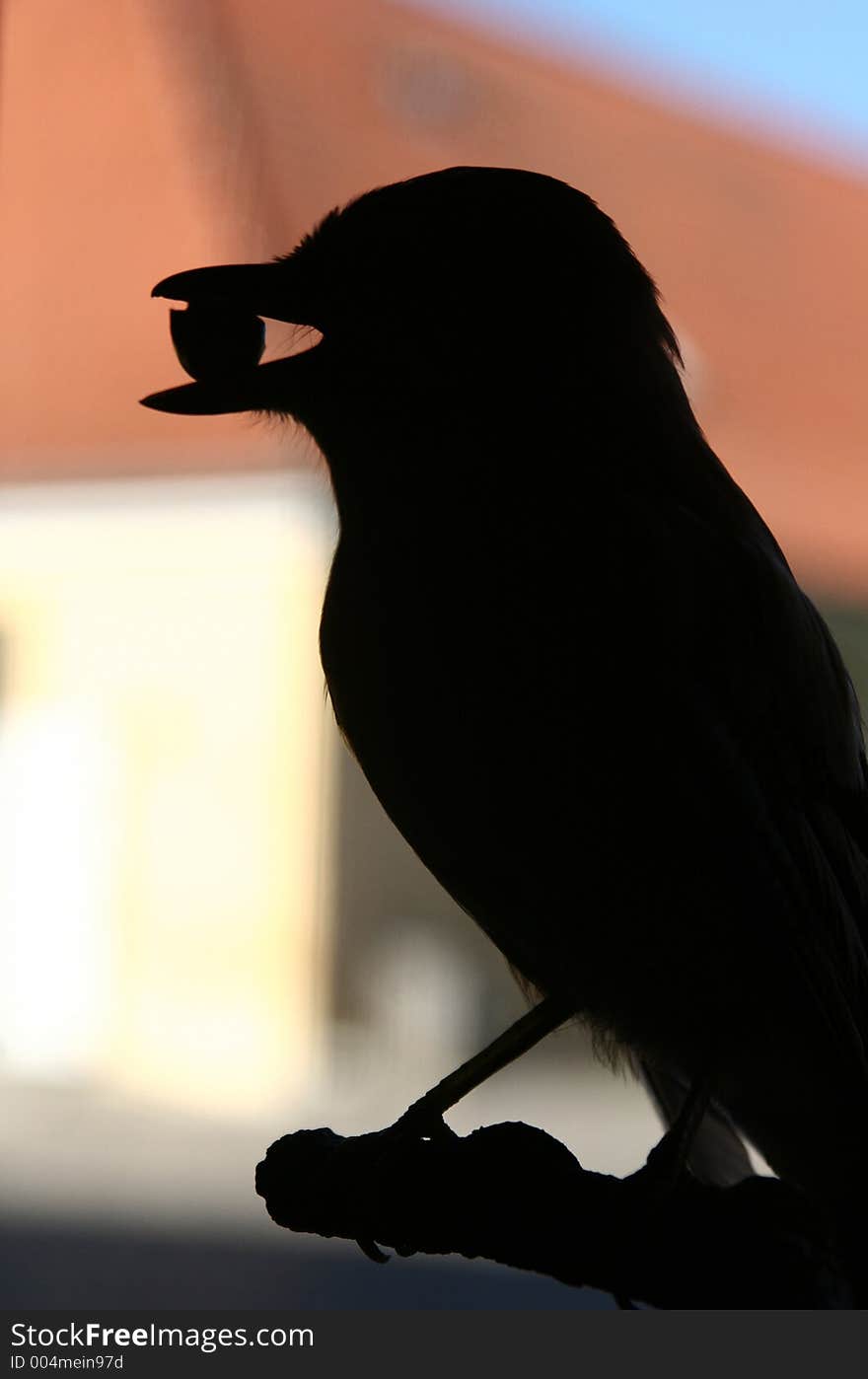 Bird with a nut in the mouth