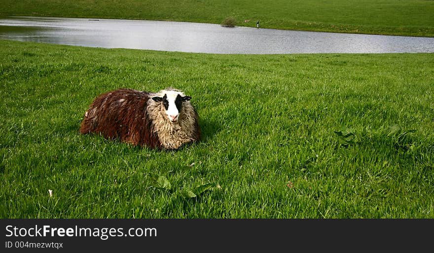 Danish sheep on a field in the summer