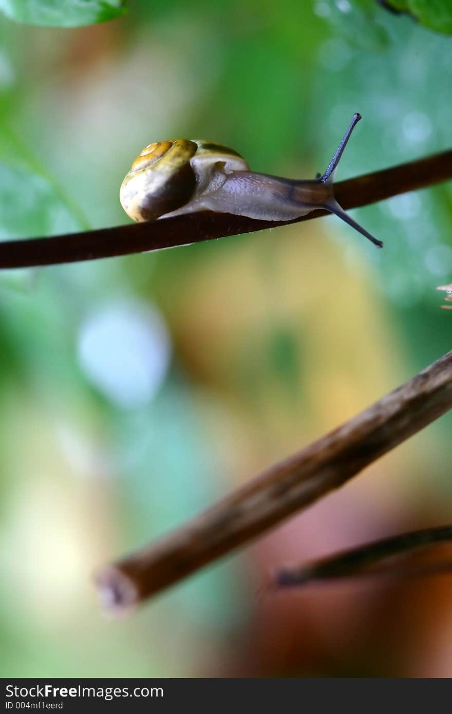 Snail on a small plant branch