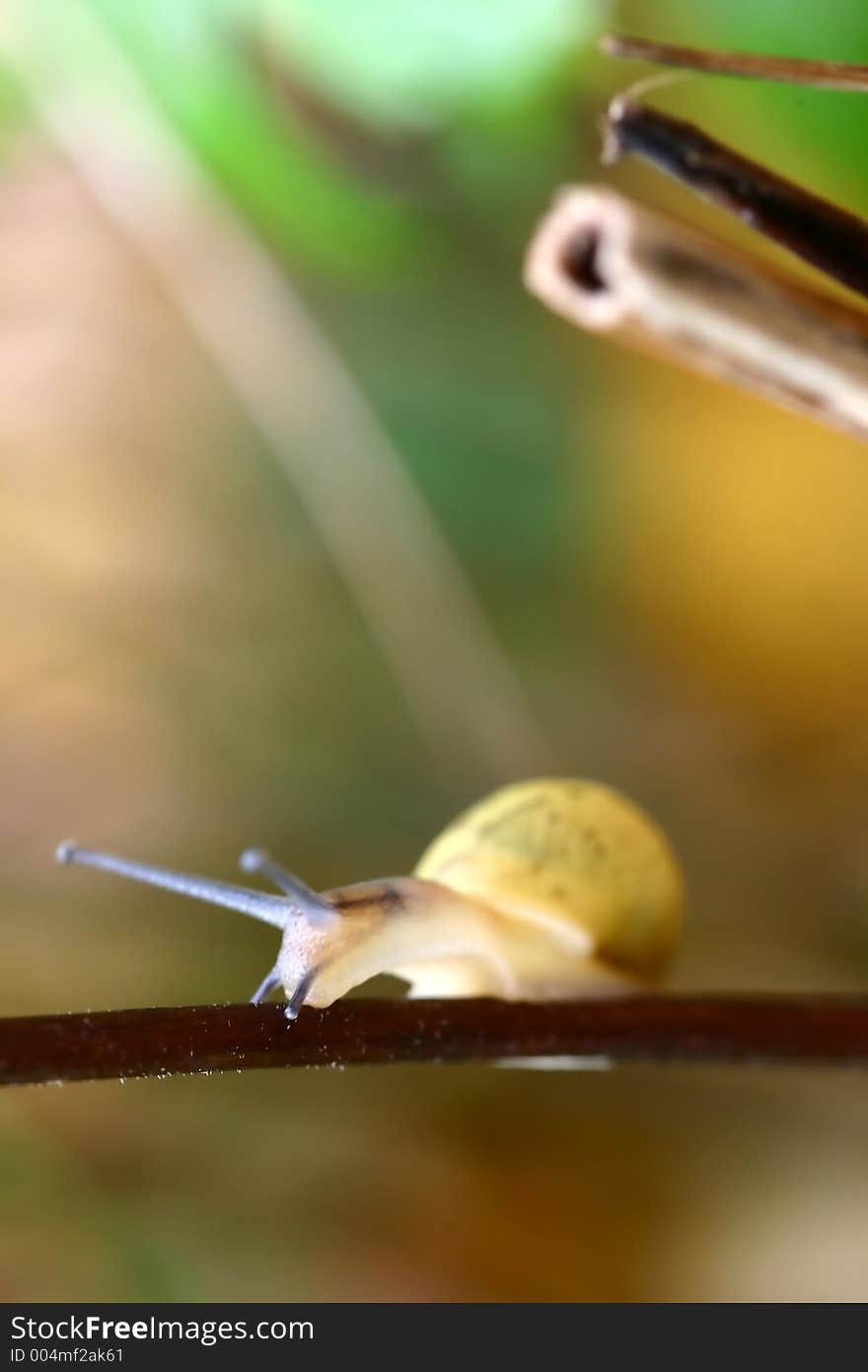 Snail on a small plant branch