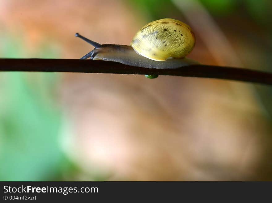 Snail on a small plant branch