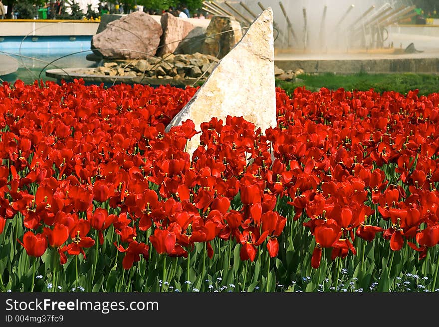 Abstract rock in the middle of the red tulip field. Abstract rock in the middle of the red tulip field