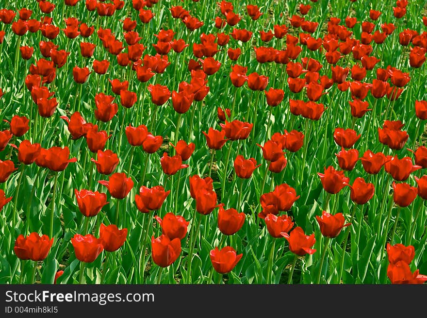 Red tulips field