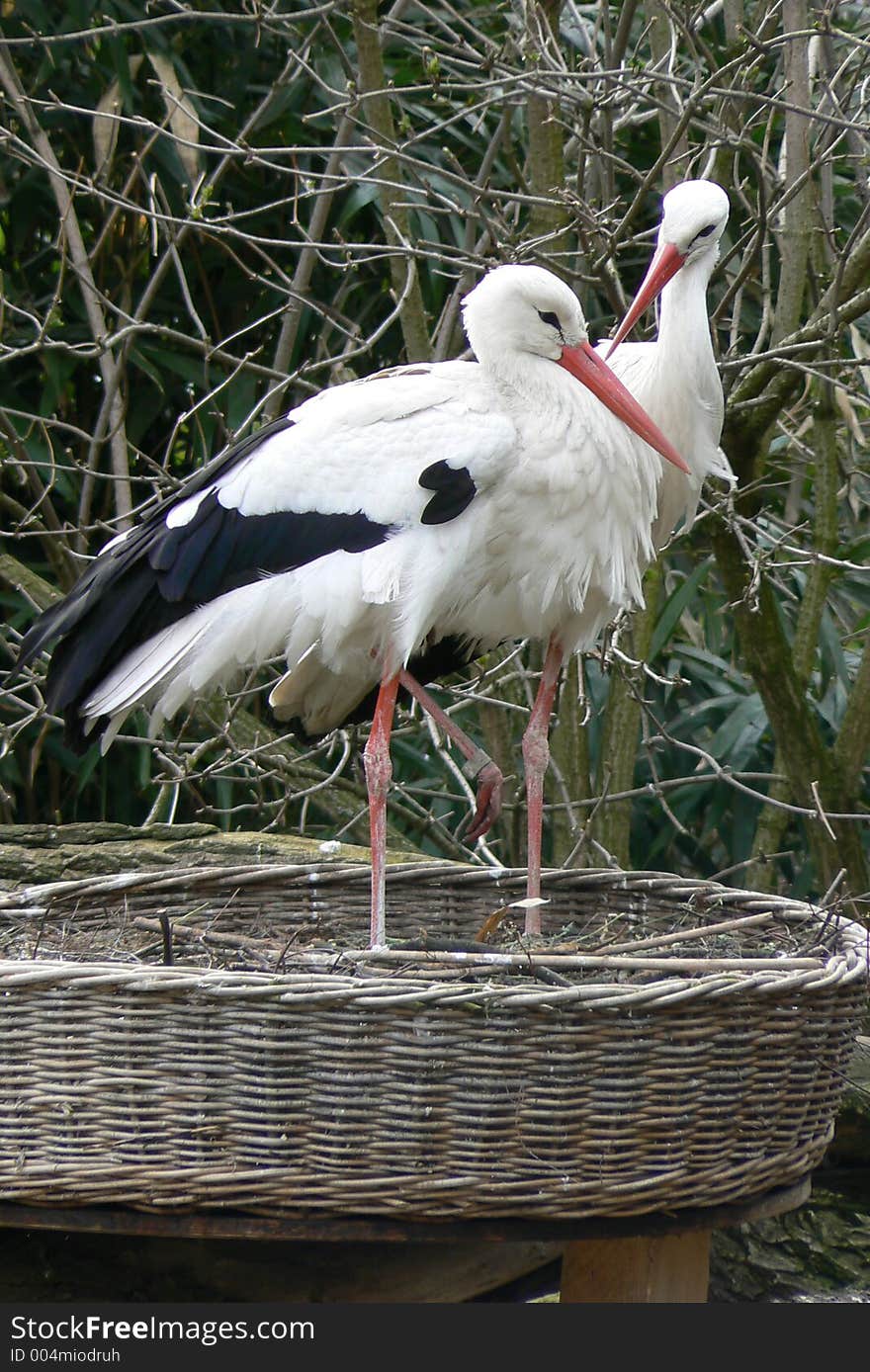 Storks in germany. Storks in germany