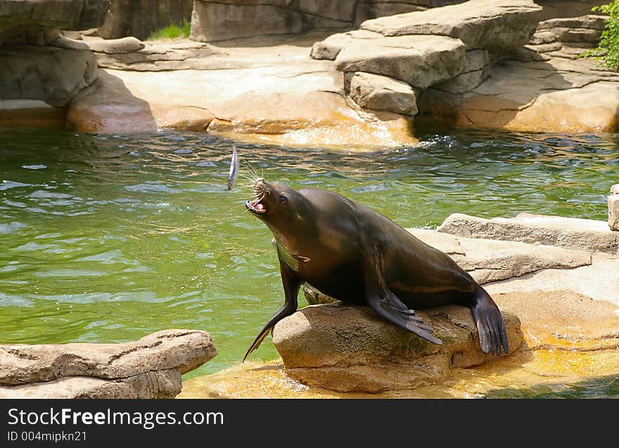 Sea Lion