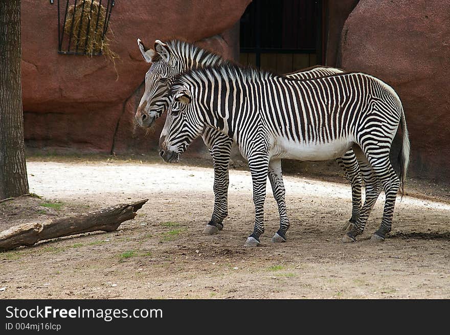 Two Zebras