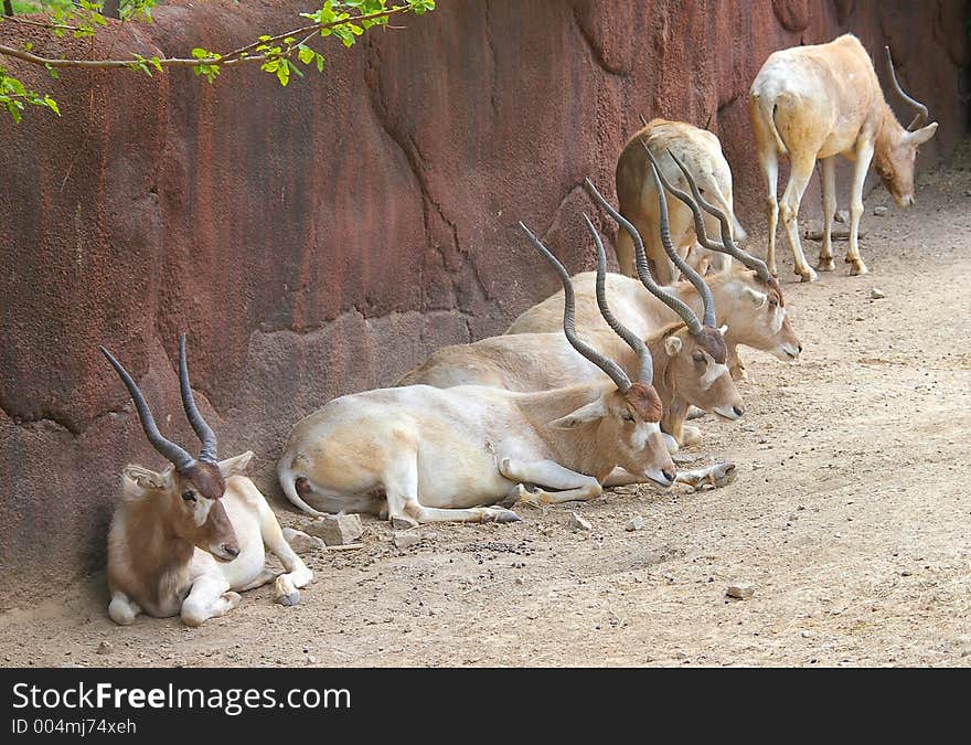 Addax