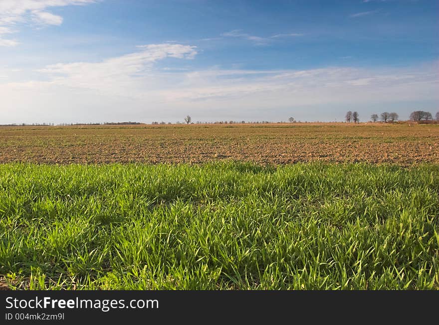 Sping field and blue sky. Sping field and blue sky