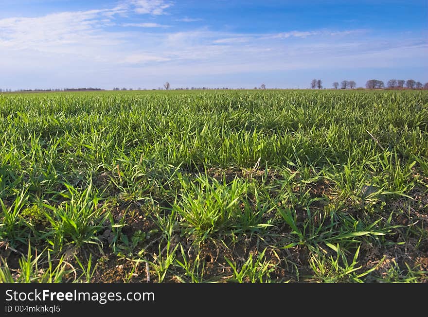 Green meadow and blue sky at spring