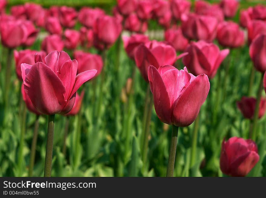Two pink tulips isolated in the garden of tulips