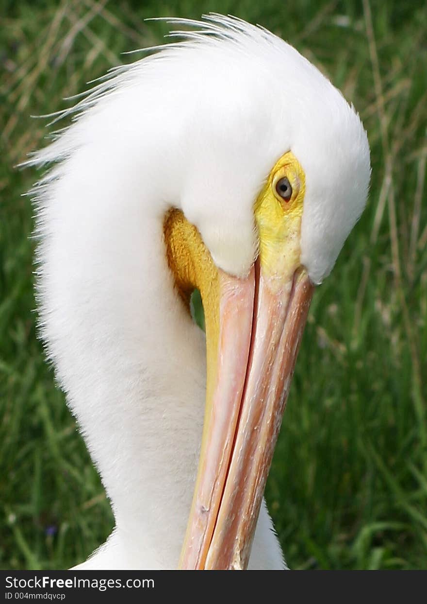 Pelican Up Close