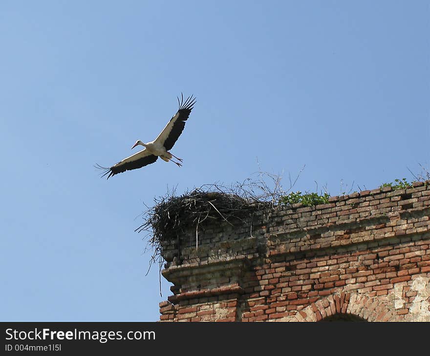 Stork leaving nest