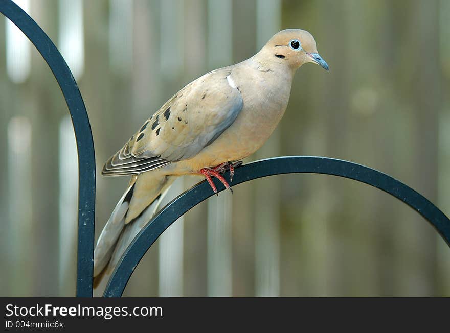 Perched Dove