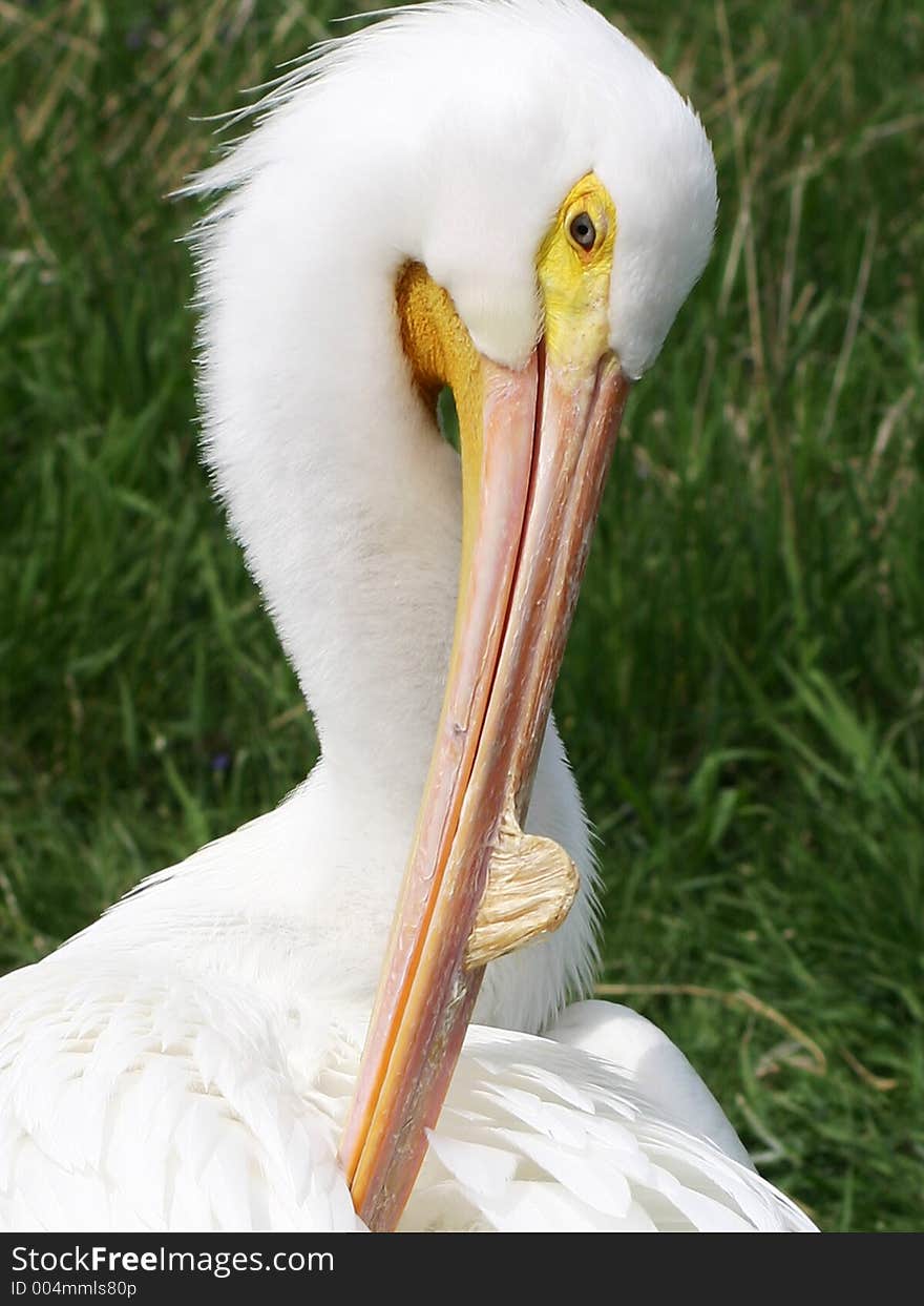 Grooming Pelican. Grooming Pelican