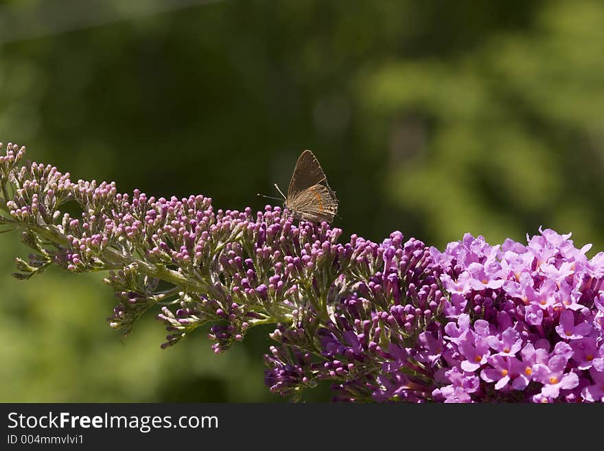 Red-Banded Hairstreak Butterfly on a Purple Butterfly Bush Bloom