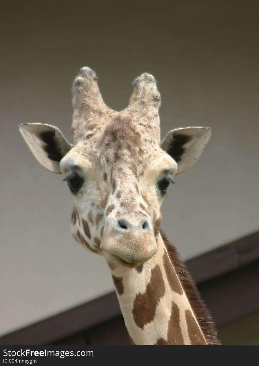 Giraffe at the zoo. Giraffe at the zoo