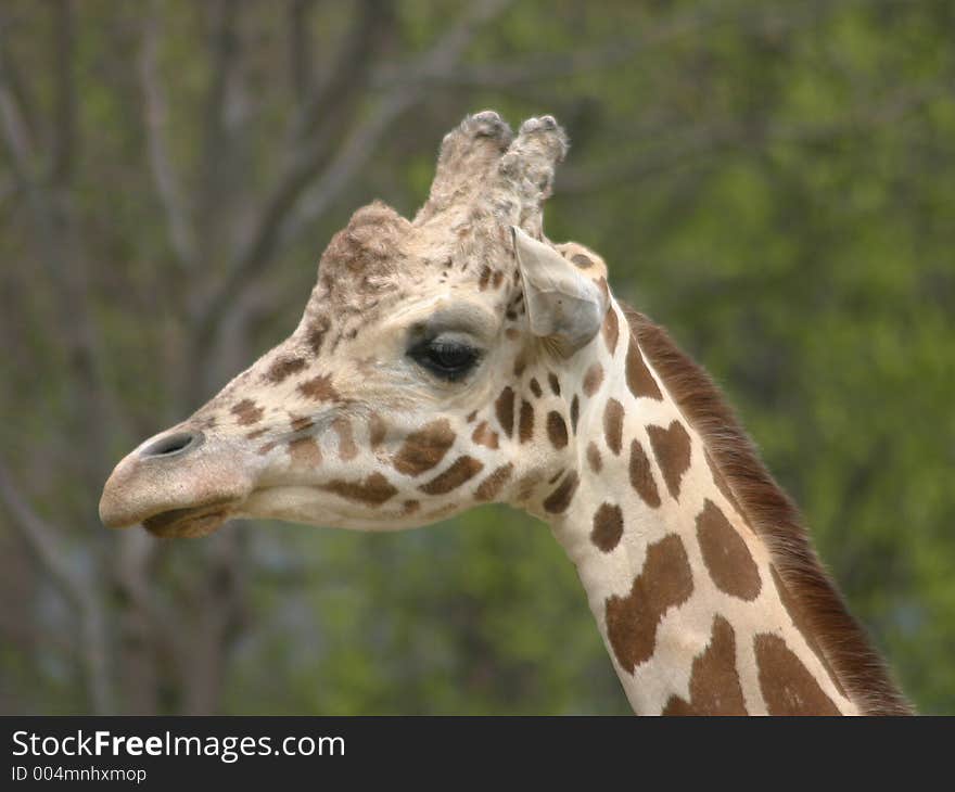 Giraffe at the zoo