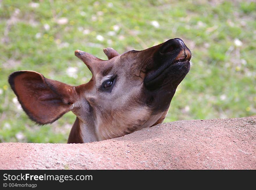 Okapi at the zoo