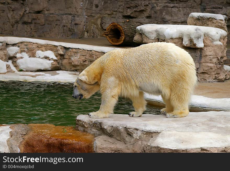 Polar Bear at the zoo