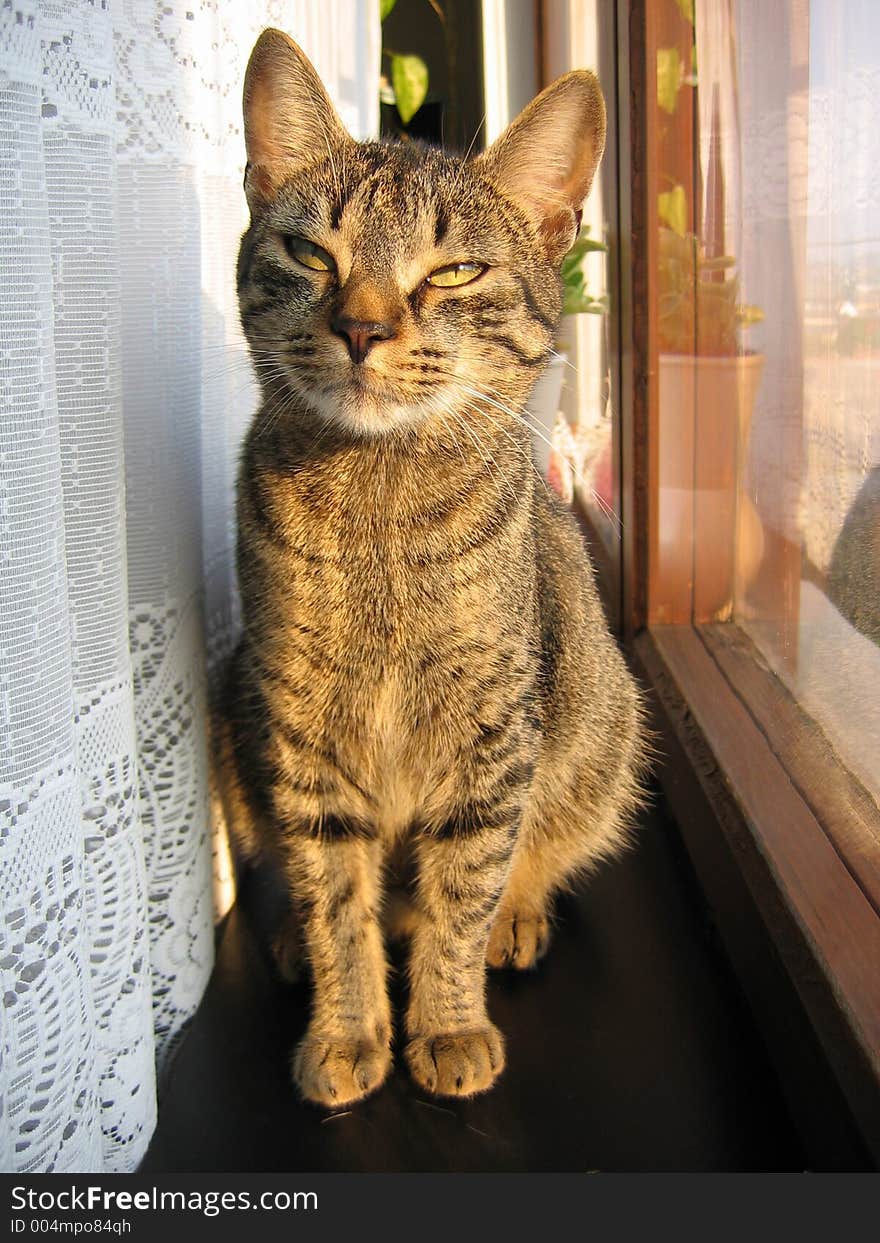 Cat in a window. Cat in a window