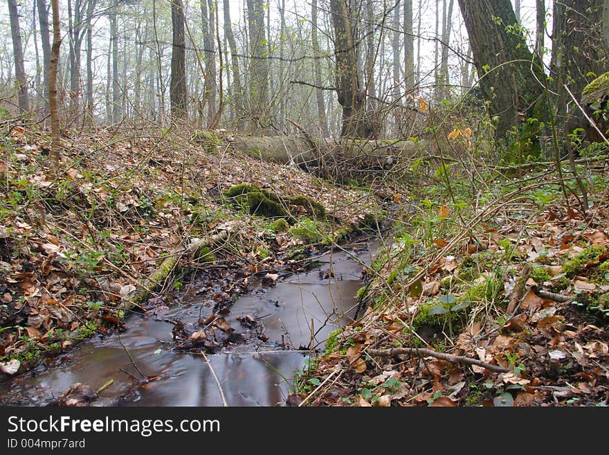 Small water stream in Spring Forest. Small water stream in Spring Forest.