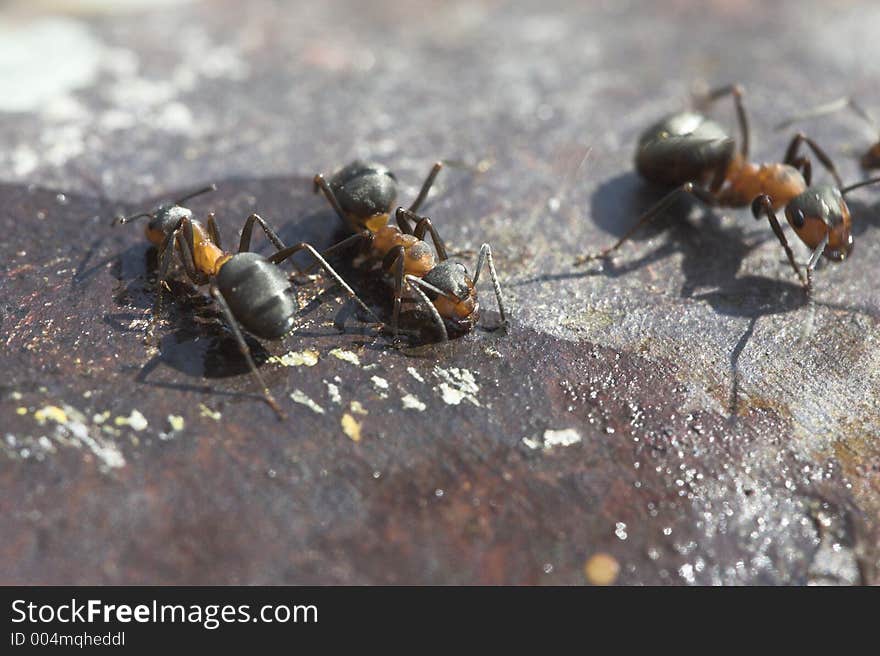 Wood ants (macroshoot)