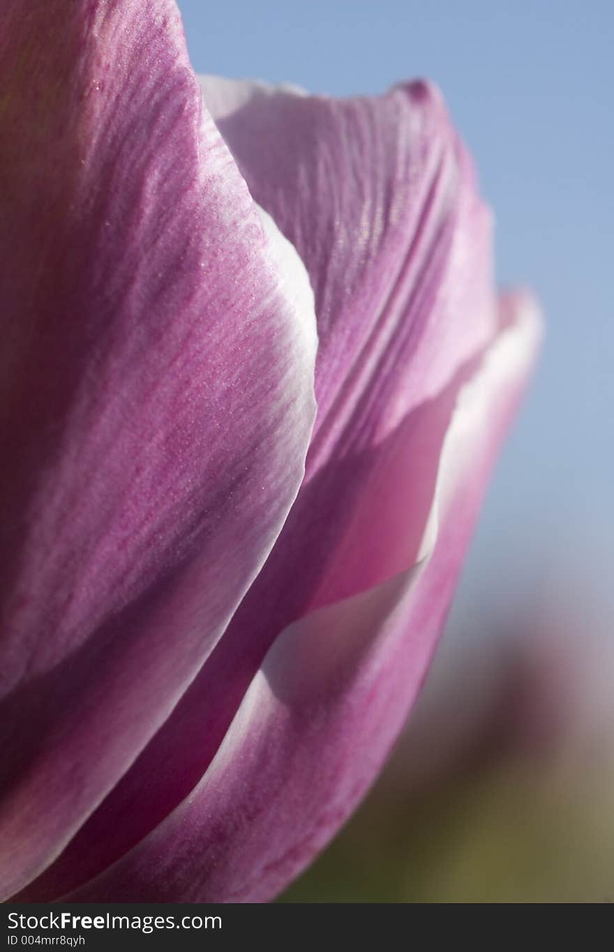 Side of Pink Tulip (Tulipa - Hermione - Peony Flowering Tulip)