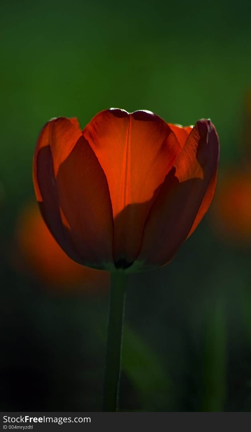 Red Tulip Glows In The Sun